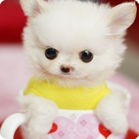 各种超萌的卡爱狗狗QQ头像_无忧无虑的生活