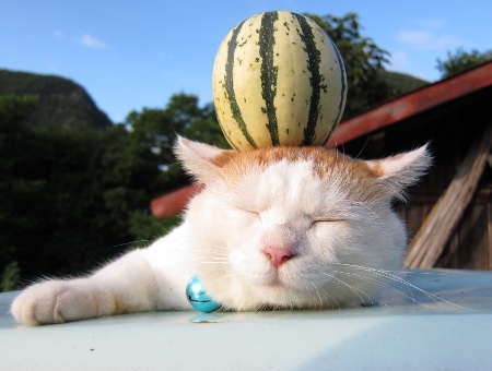 可爱卖萌猫咪QQ空间图片_我想保护你