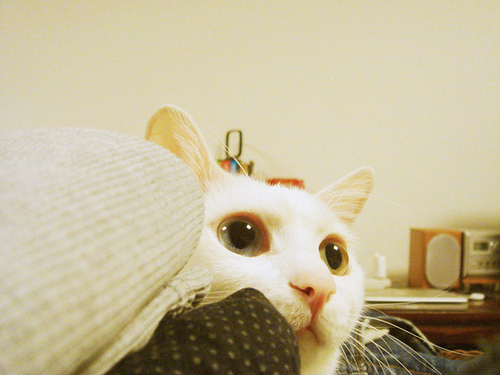 可爱卖萌猫咪QQ空间图片_我想保护你