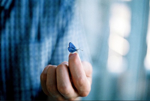 蝴蝶的美丽_唯美意境的QQ空间素材