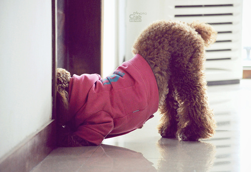 凌乱的小情绪_轻舞飞扬的唯美QQ空间图片素材