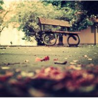 意境唯美静物微信头像大全 你不在命里在梦里