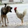 2022鸡年表情包搞笑文字版 鸡听了只想赶快离开