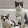 猫竖大拇指表情包图片2022无水印 我们一起学猫叫一起喵喵喵