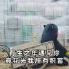 熊本熊微信表情包带字 我们不要再见面了