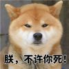 ins上的日本柴犬微信表情包 还不快扶朕起来朕还有救