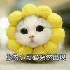 可爱猫咪搞笑带字头像2022最新版 或许适合真的比喜欢重要