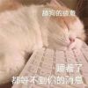 新版超级酷的可爱猫猫表情包 高清无水印的可爱猫咪表情大全2023最新