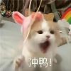 可爱又撩人的表情超级的呆萌 福尔摩斯模式智商+100