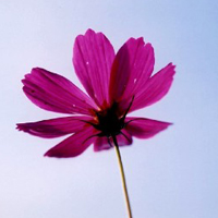 唯美QQ空间头像