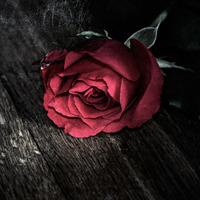 非主流唯美鲜花头像 唯美鲜花一朵朵