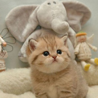 可爱喵星人微信图片素材 故事你真的在听吗