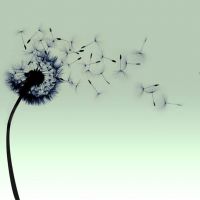 好看唯美的蒲公英意境头像 人生没有如果