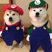 可爱秋田犬COSPLAY个性图片合集 海岸线总是很蜿蜒