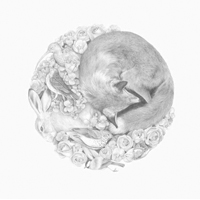 素描手绘动物图片精选大全 动物肖像铅笔画空间素材