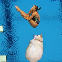 恶搞秋田犬图片素材2022 秋田犬睡相魔性PS图片