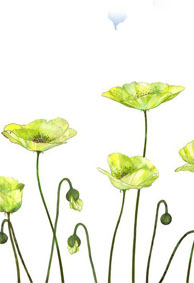 2022最新的微信透明平铺皮肤 小清新森系背景皮肤