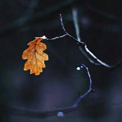 简单唯美风景静物的微信头像大全 好看小清晰静物风景微信头像