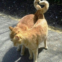 超可爱萌宠个性搞怪图片 你在哪我想见你一面