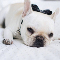 一组超可爱的萌狗个性图片 单身狗的假期生活