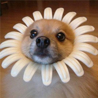 可爱头像动物小清新微信头像大全 各种萌萌的可爱动物头像