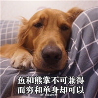 2022双十一困难群众专用表情包 贫穷和单身却可兼得