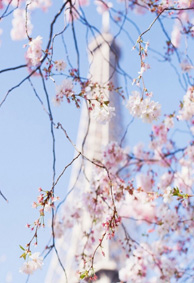 超唯美的微信个性透明皮肤樱花系列 少女心樱花系列个性皮肤