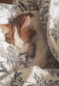 微信个性情侣皮肤小清新大全 好好长大然后嫁给你