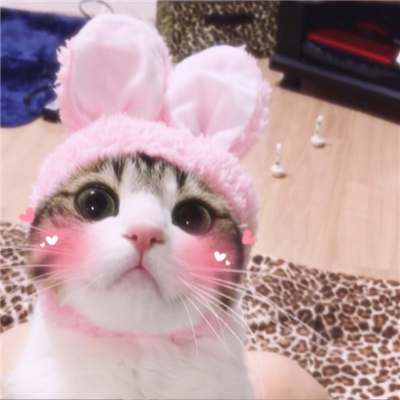 微信可爱猫头像萌萌哒图片2022 能遇见是福气能错过也是