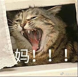 动物撕心裂肺叫妈的表情包 你妈不理你的微信表情包