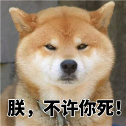 ins上的日本柴犬微信表情包 还不快扶朕起来朕还有救
