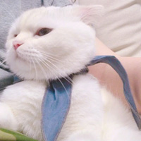 超可爱猫咪图片萌萌哒高清大全 又萌又搞笑的猫咪图片