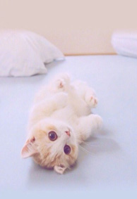 最新微信空间透明皮肤萌猫大全 萌化人的可爱猫咪图片