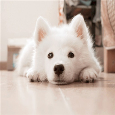 动物微信头像可爱搞笑萌 没什么远大理想和抱负