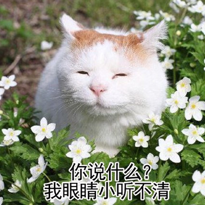 微信可爱猫咪表情包带字 你说什么我眼睛小听不清