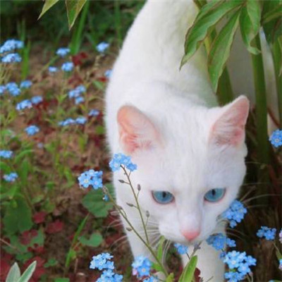 2022会带来好运的微信头像有意境 幸福就是吃饱了睡觉