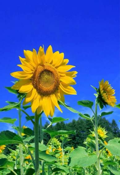 向日葵手机壁纸图片高清简约 风景图片大全高清向日葵