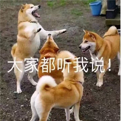 微信万能表情包2022最新整理 所有场合都适用的表情包