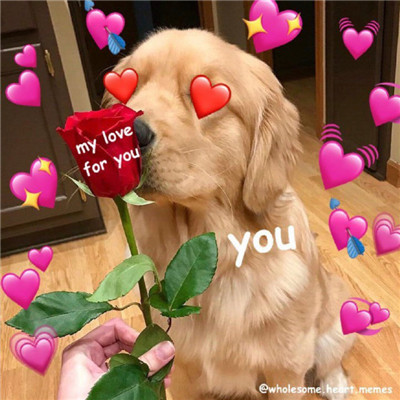 萌宠可爱且搞笑的微信表情包 2022的下半年也要更加努力呀