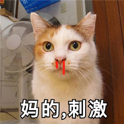 猫咪最可爱的搞笑又带有猥琐的表情包 失去一个人最快的方式就是靠得太近