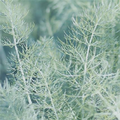 2022三月微信图片唯美风景 绿色自然风景图片高清无水印