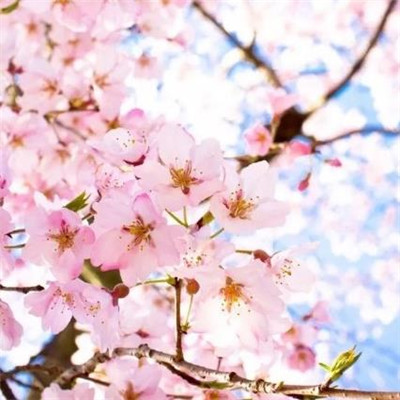 樱花图片唯美高清 浪漫好看的樱花图片2022最新