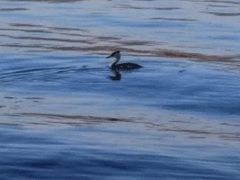 伤心微信个性签名快要崩溃 余生我自己一人潇洒走