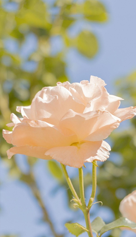 漂漂亮亮有质感的手机高清壁纸 气质女生最爱的必备的高清皮肤