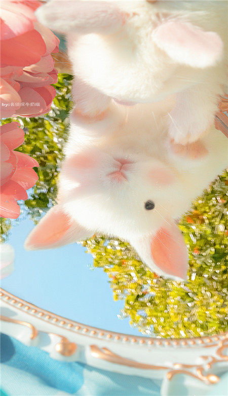 手机壁纸高清全屏2023最好看 抖音最火的全面屏手机壁纸