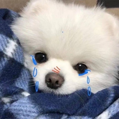 2023超级治愈的萌宠头像高清精选 要开心你迟早会是别人的宝藏