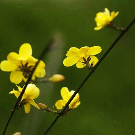 2023迎春花图片大全高清图片欣赏 也许不再喜欢了但始终会在意