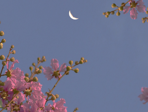 母亲节表达思恋妈妈的句子 2023母亲节的伤感说说