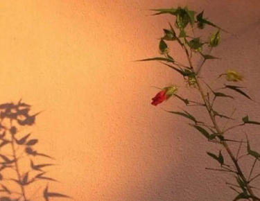 母亲节给婆婆的祝福语简短独特 2023给婆婆的暖心母亲节祝福语