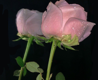 能够俘获女孩芳心的表白文案 很高级的超甜的朋友圈句子